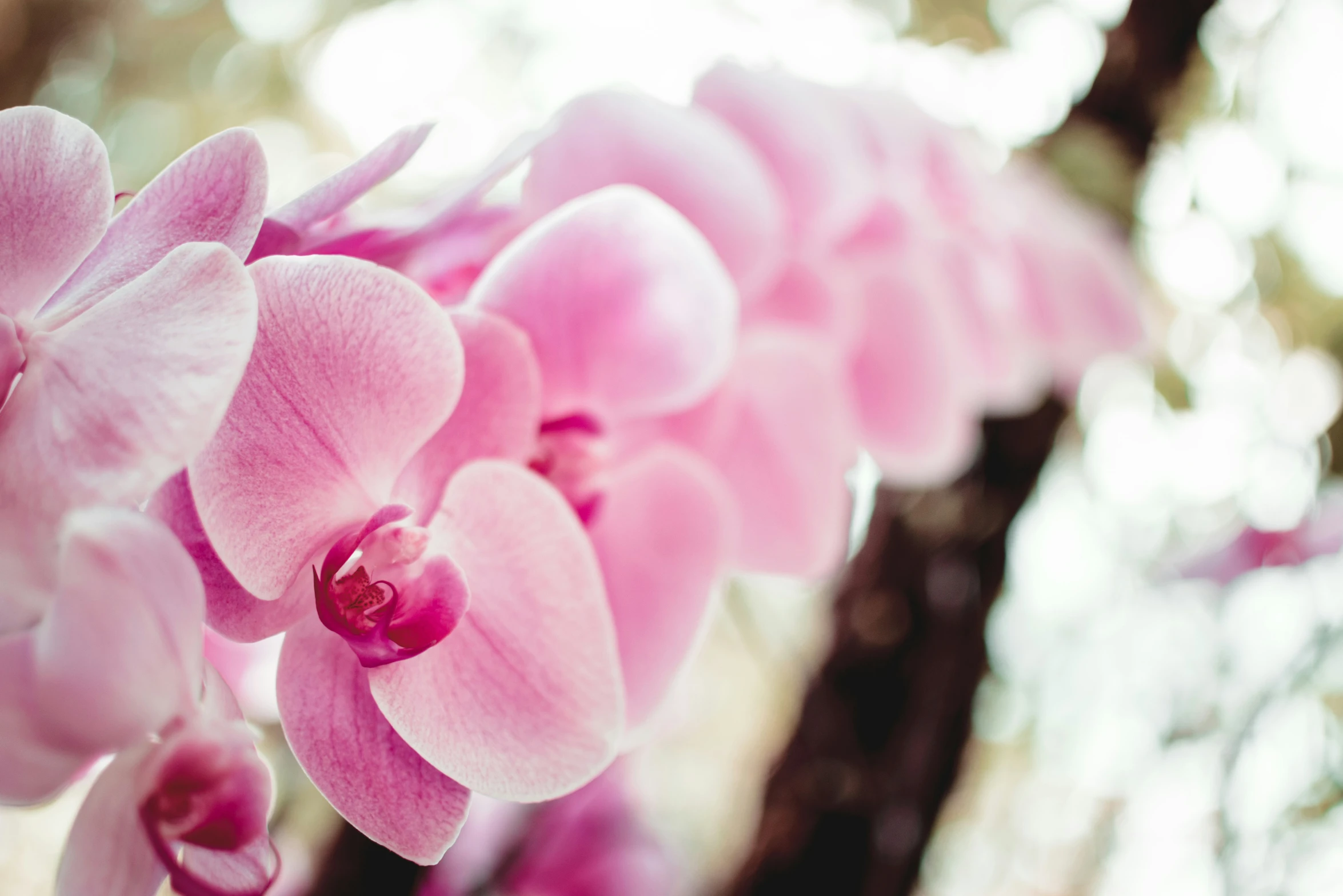 the flower on the nch is pretty pink