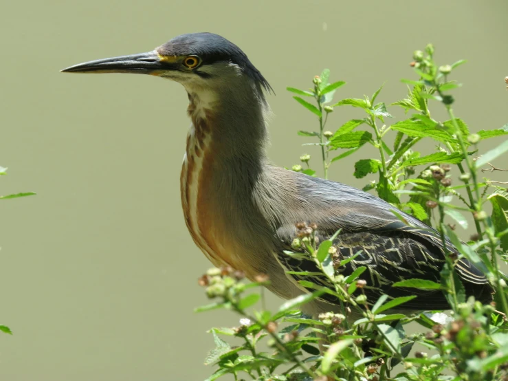 this bird has a long neck, wide bill and a black head