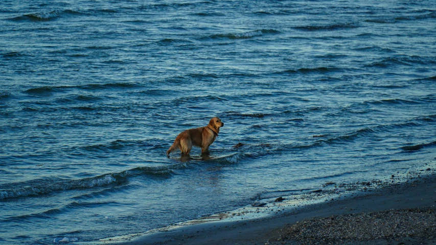 a dog wading in the water on a beach