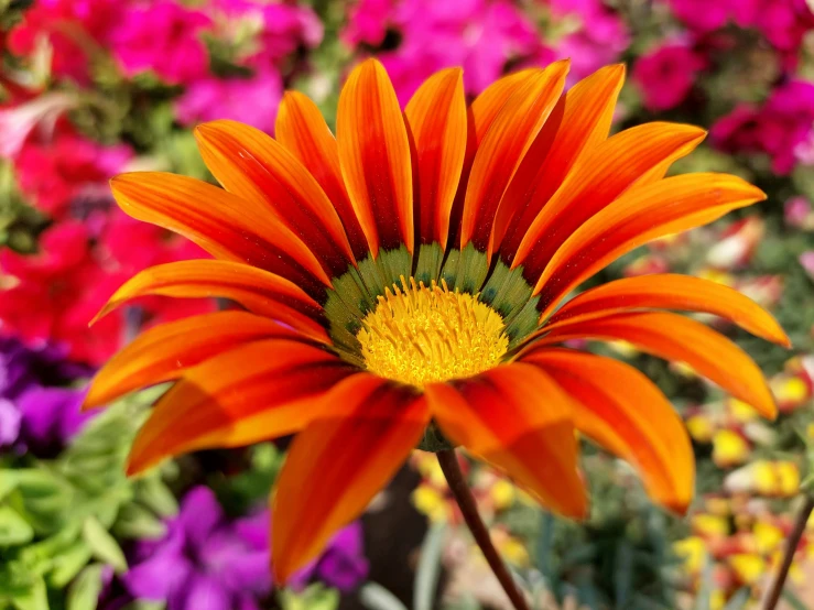 an orange flower with yellow center sits in front of many colorful flowers