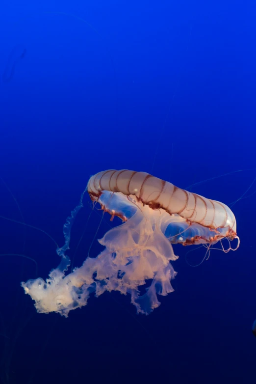 a large white jellyfish swims through the water