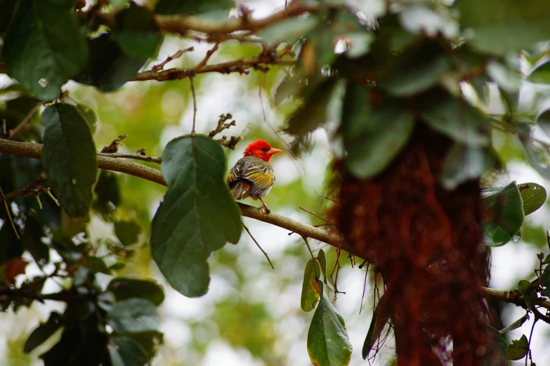 a red ed bird is perched on a nch