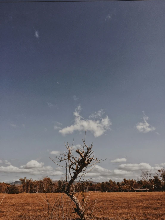 a dead tree leaning in a brown field