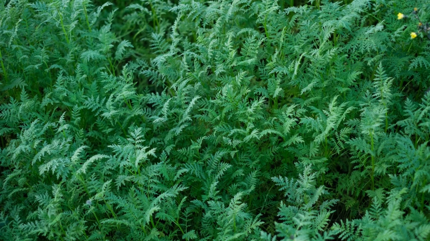 many ferns grow next to each other on a field