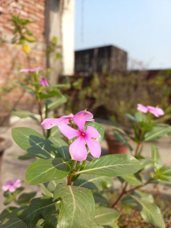 purple flowers in a pot on the patio