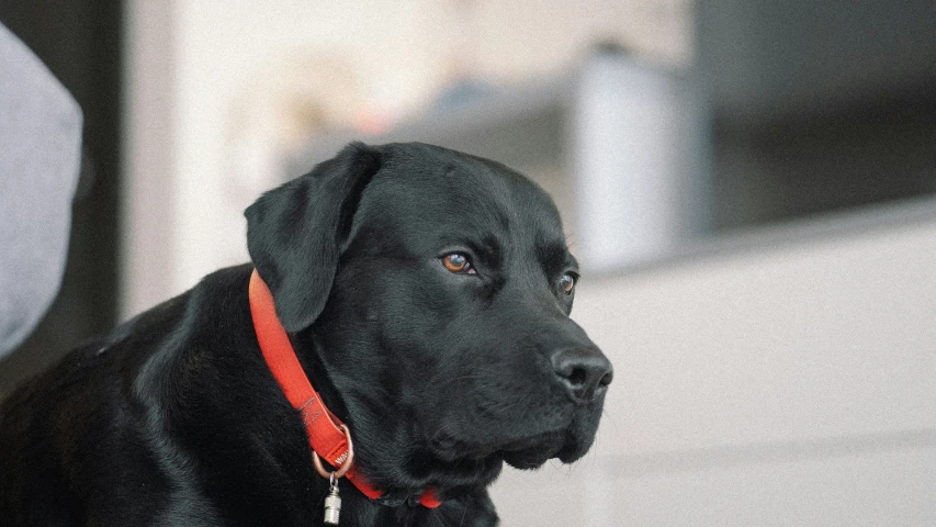 a black dog with a red collar looks at soing