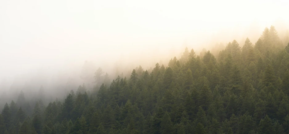 a pine forest in the foggy day