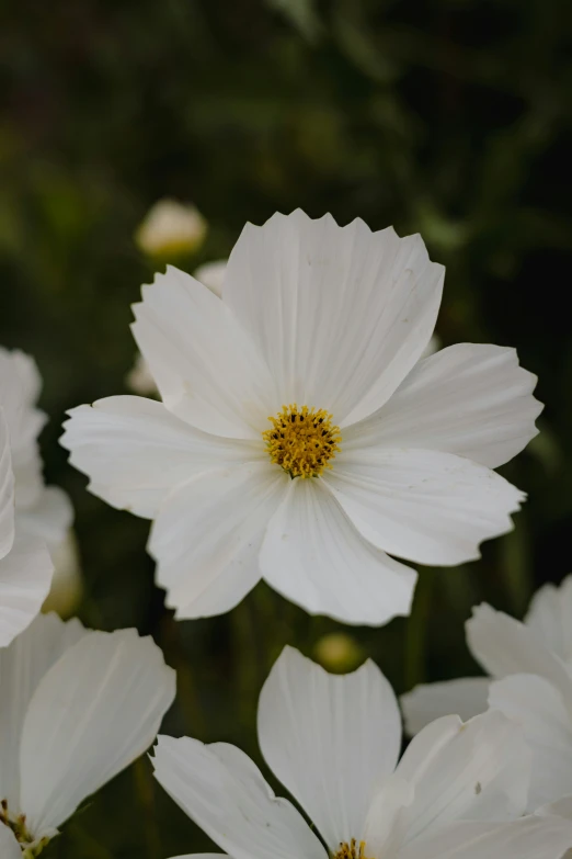 some white flowers in a group next to each other