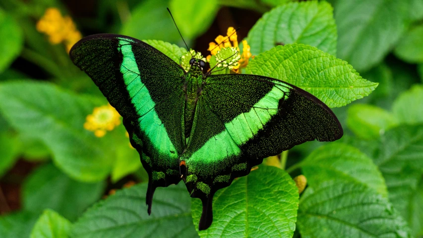 a green and black erfly on a leafy green background