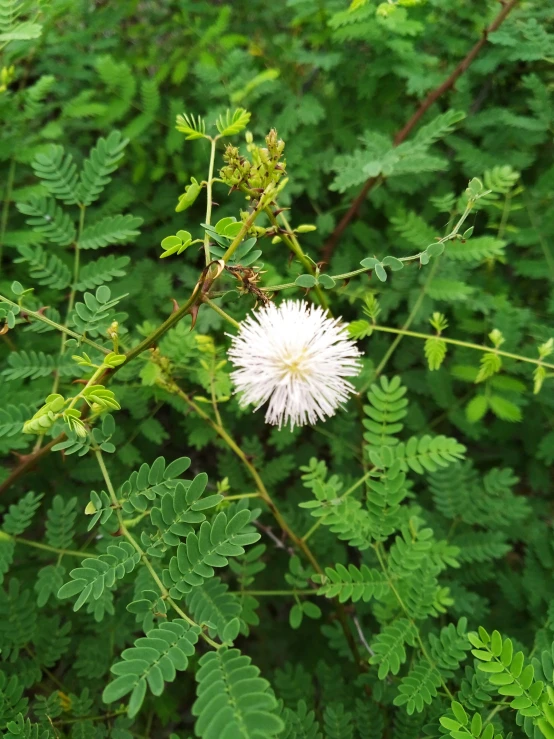 small, green leafy plants and a white flower