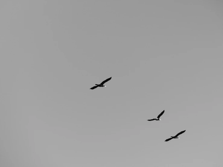 two birds are flying together in the sky