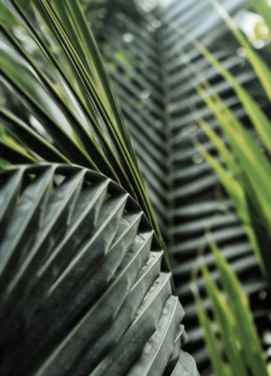 a closeup of palm leaves in the rain