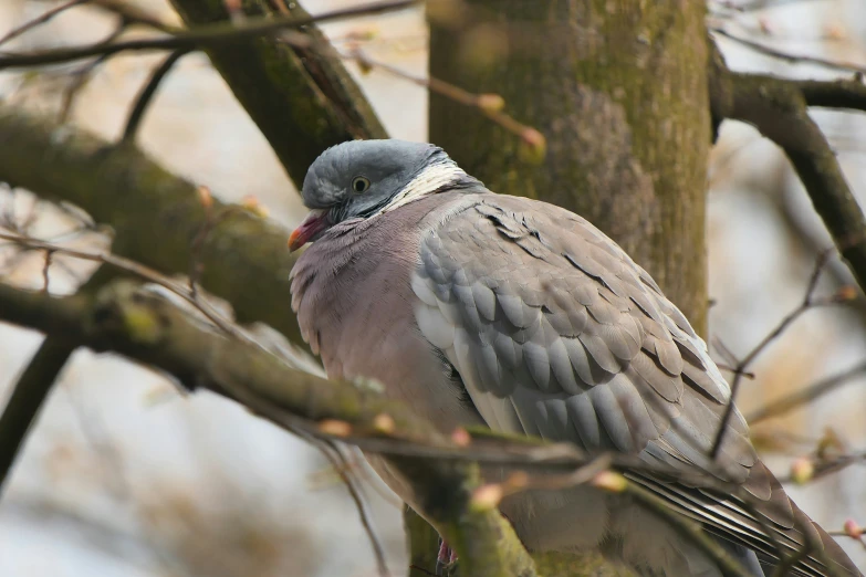 a very pretty bird perched on the nch of a tree