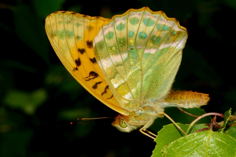 two erflies with spots and green wings perched on a leaf