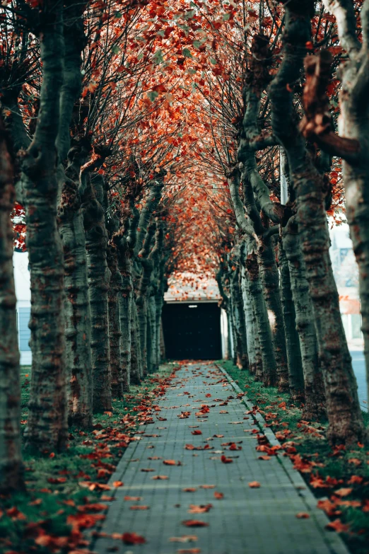 an entrance to a tunnel with trees that are in a row and red leaves everywhere on the sidewalk