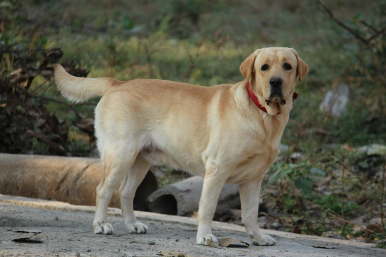 a dog is looking at the camera with serious look