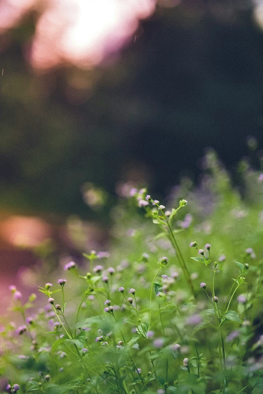 wild flowers in a field with long grass