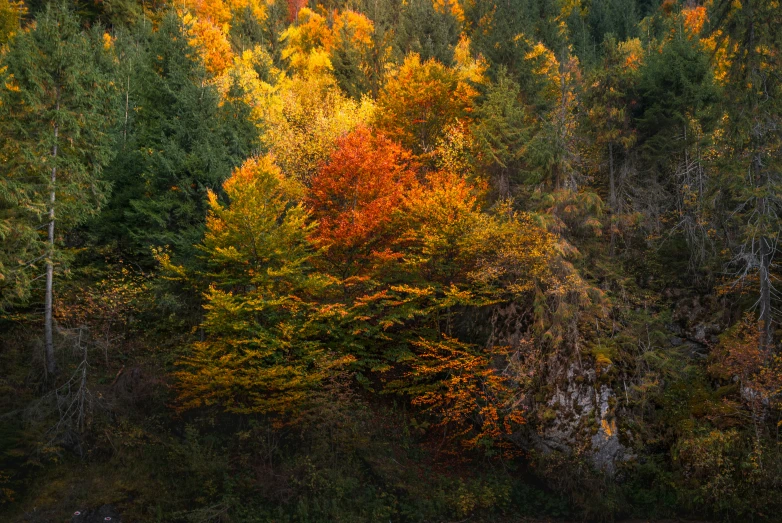 the trees have been changed color, from red to yellow