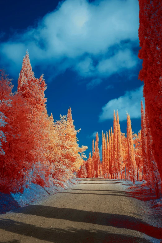 an artistic view of the trees and blue skies