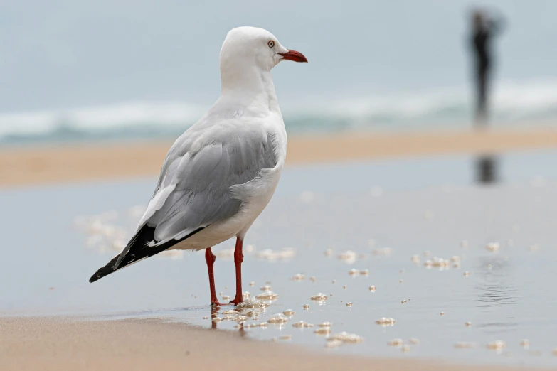 a white and grey bird stands on sand near the water
