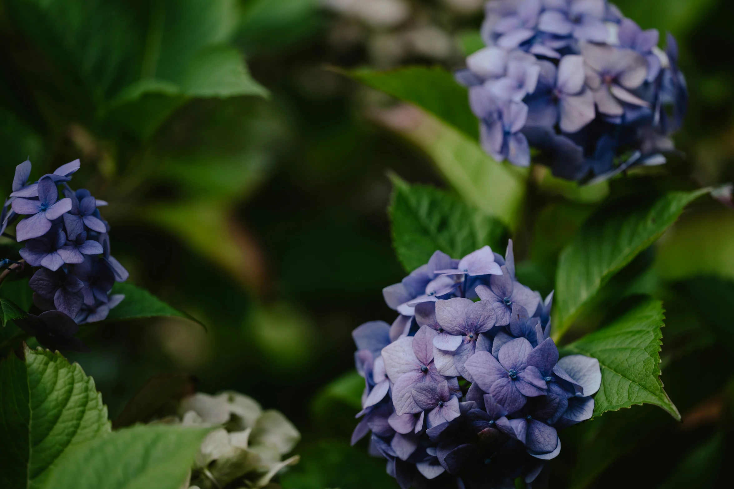 the beautiful blue flowers are blooming on the bushes