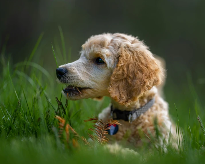 a dog sitting in a green grass field