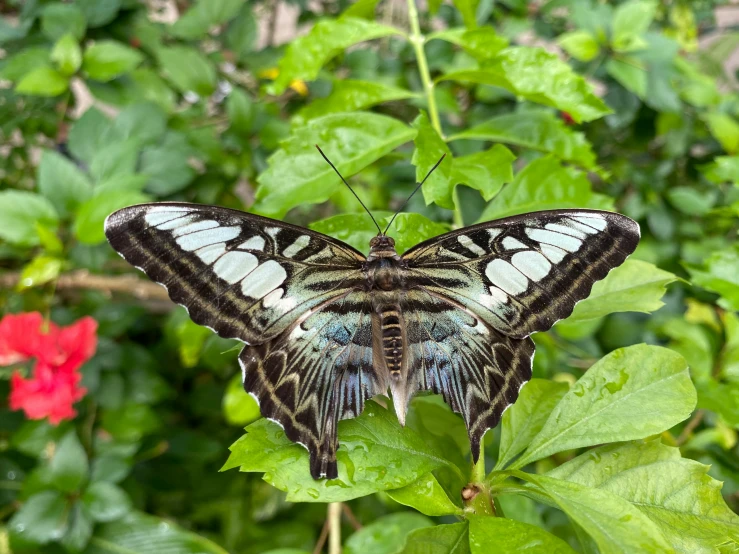 a erfly on some leafy plant with red flowers