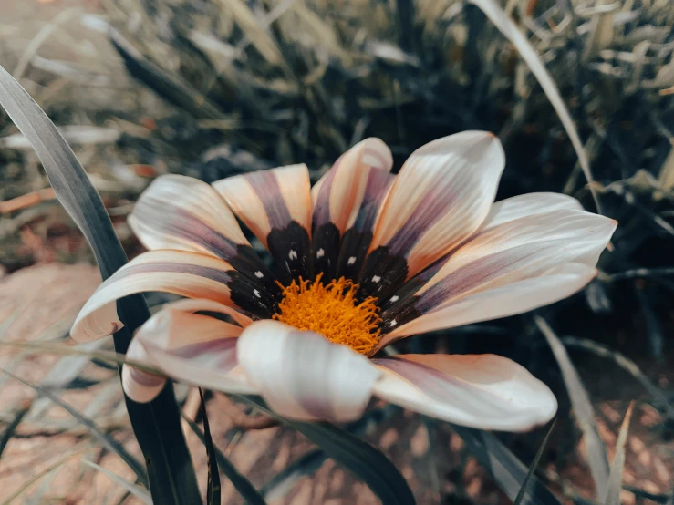 a white and black flower with brown spots