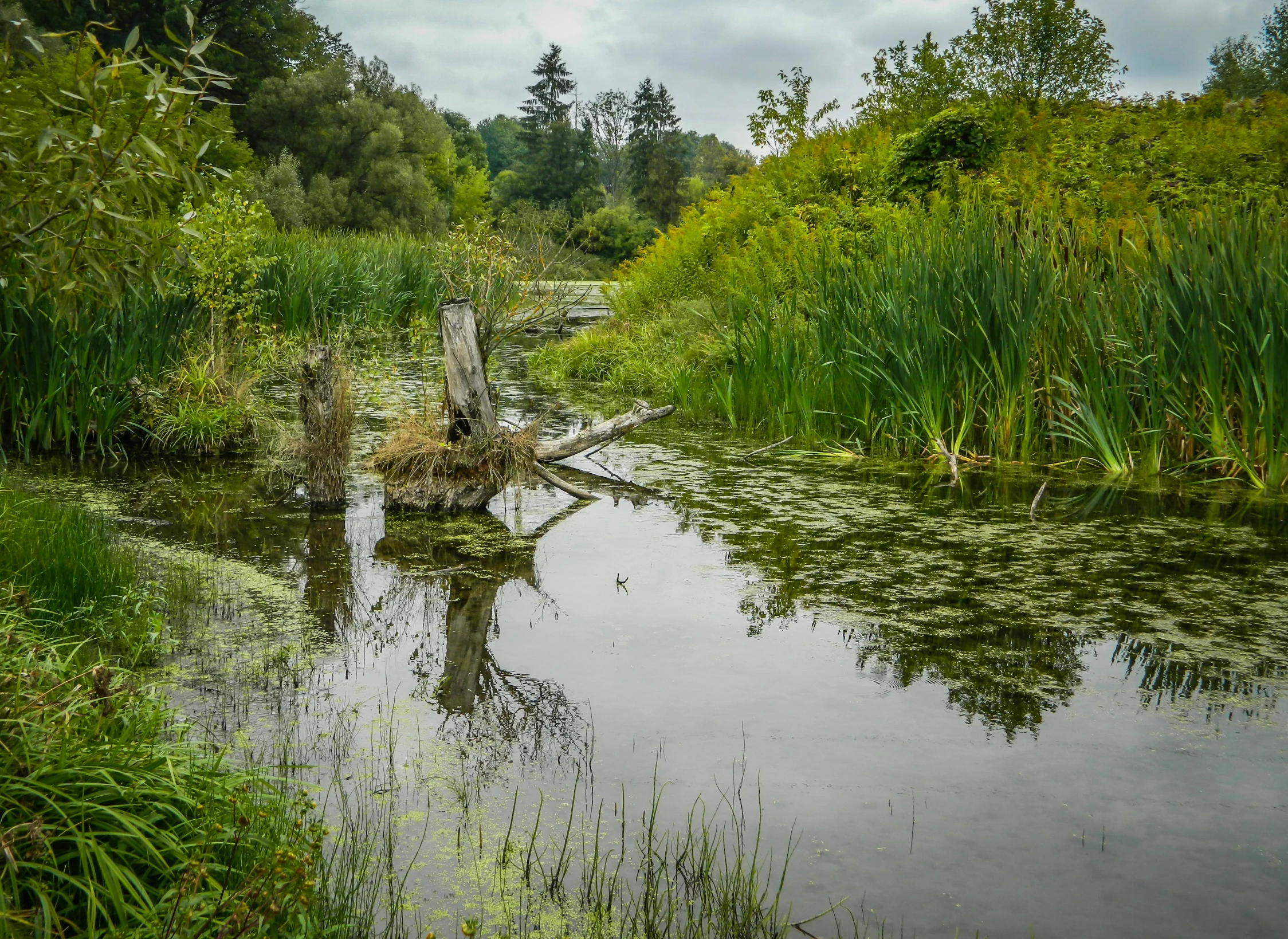 a large body of water surrounded by tall grass and bushes