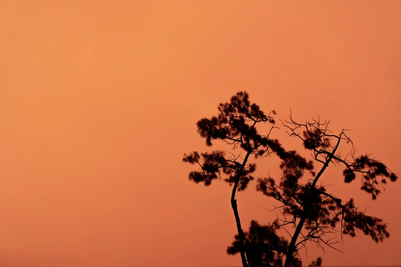 a tree in front of the sky is illuminated by a red sky