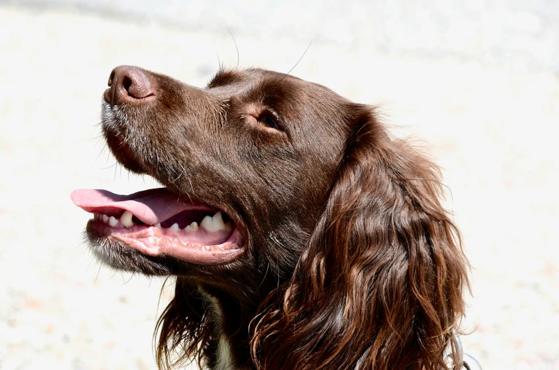 a close up of a dog's head and eyes