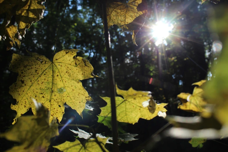 the sun shines brightly through the leaves of a tree