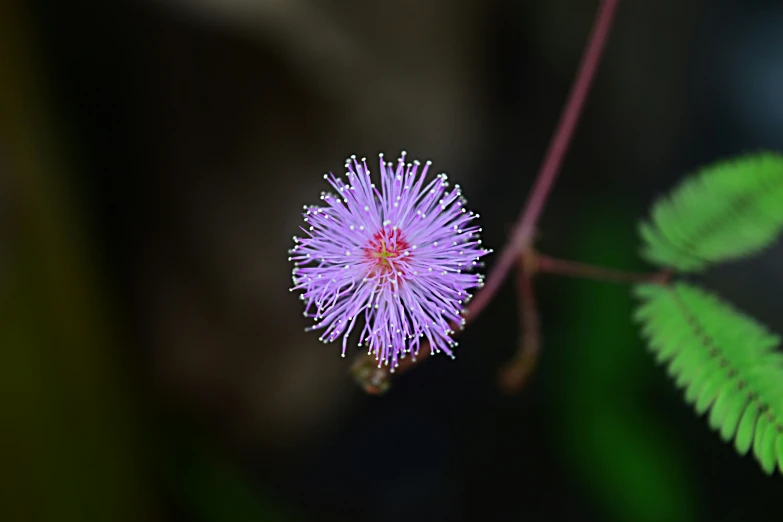 this is a purple flower that is blooming