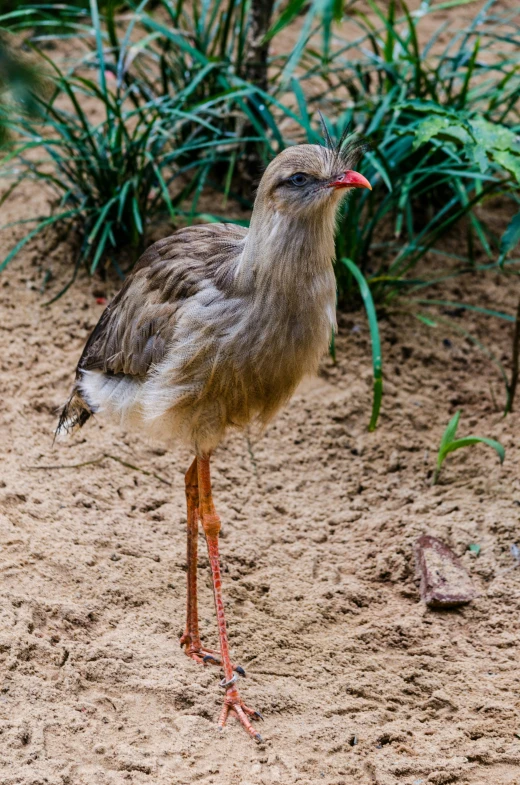 a small bird standing on the ground near some plants