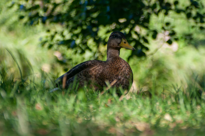 a duck that is standing in the grass