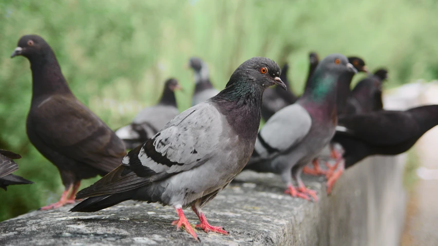 a group of pigeons standing on a concrete wall