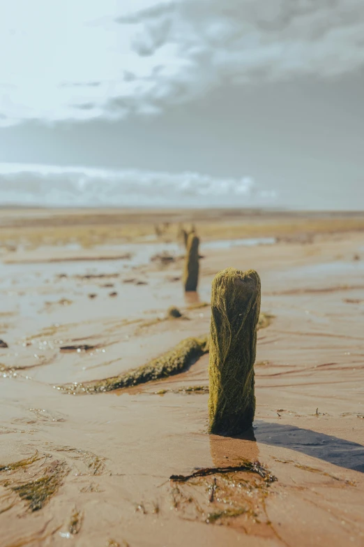 a beach with two wooden posts that have been washed ashore