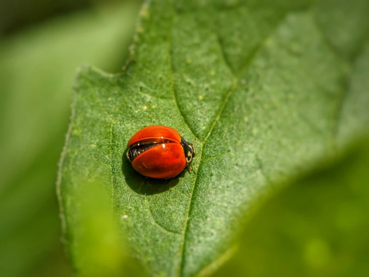 a red ladybug on a green leaf is seen close up