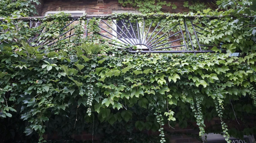 a metal structure and vine growing around it