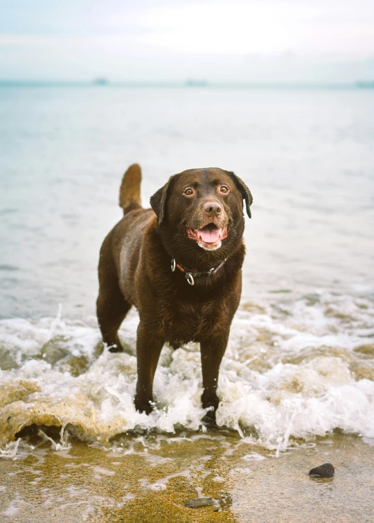 a dog standing in the ocean waves by a beach