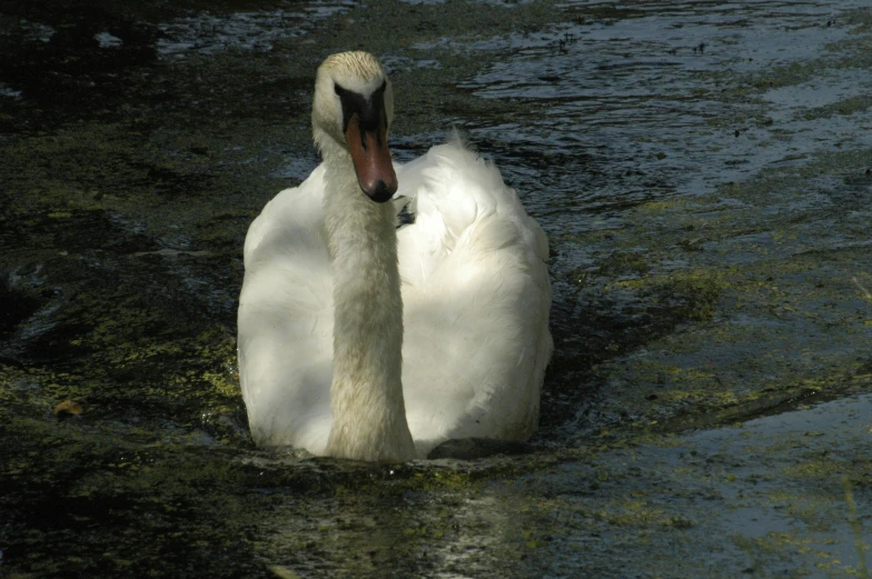 two swans swimming in shallow water looking for food