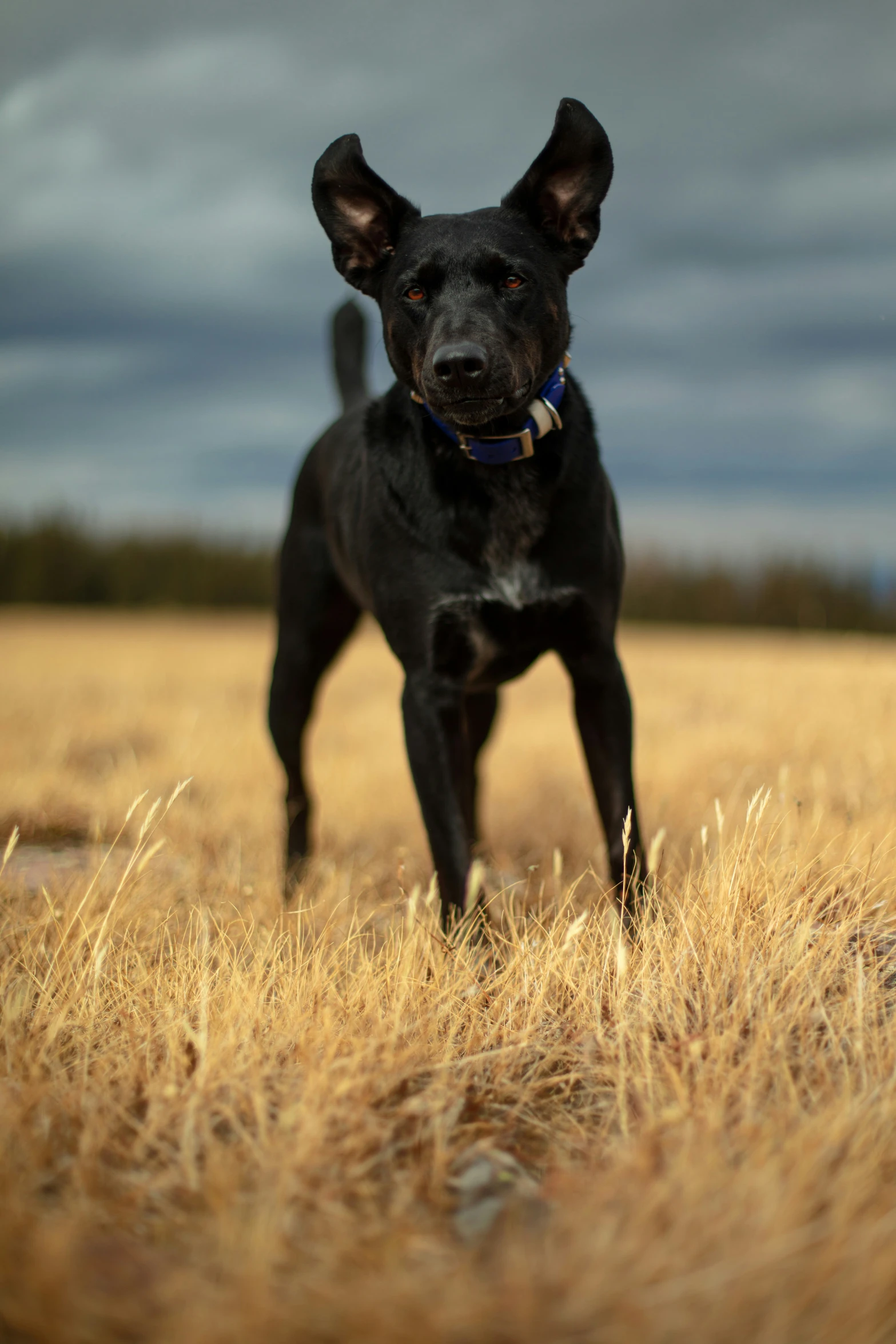 a black dog is standing in a large grassy field