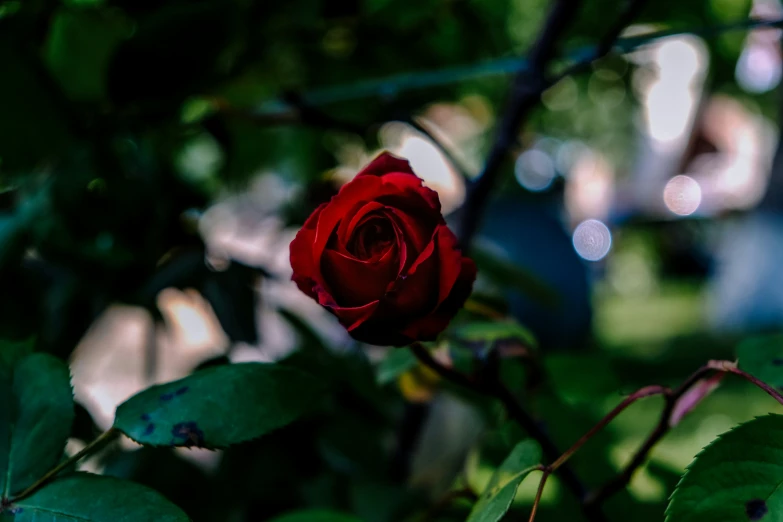 a single red rose is sitting on a nch