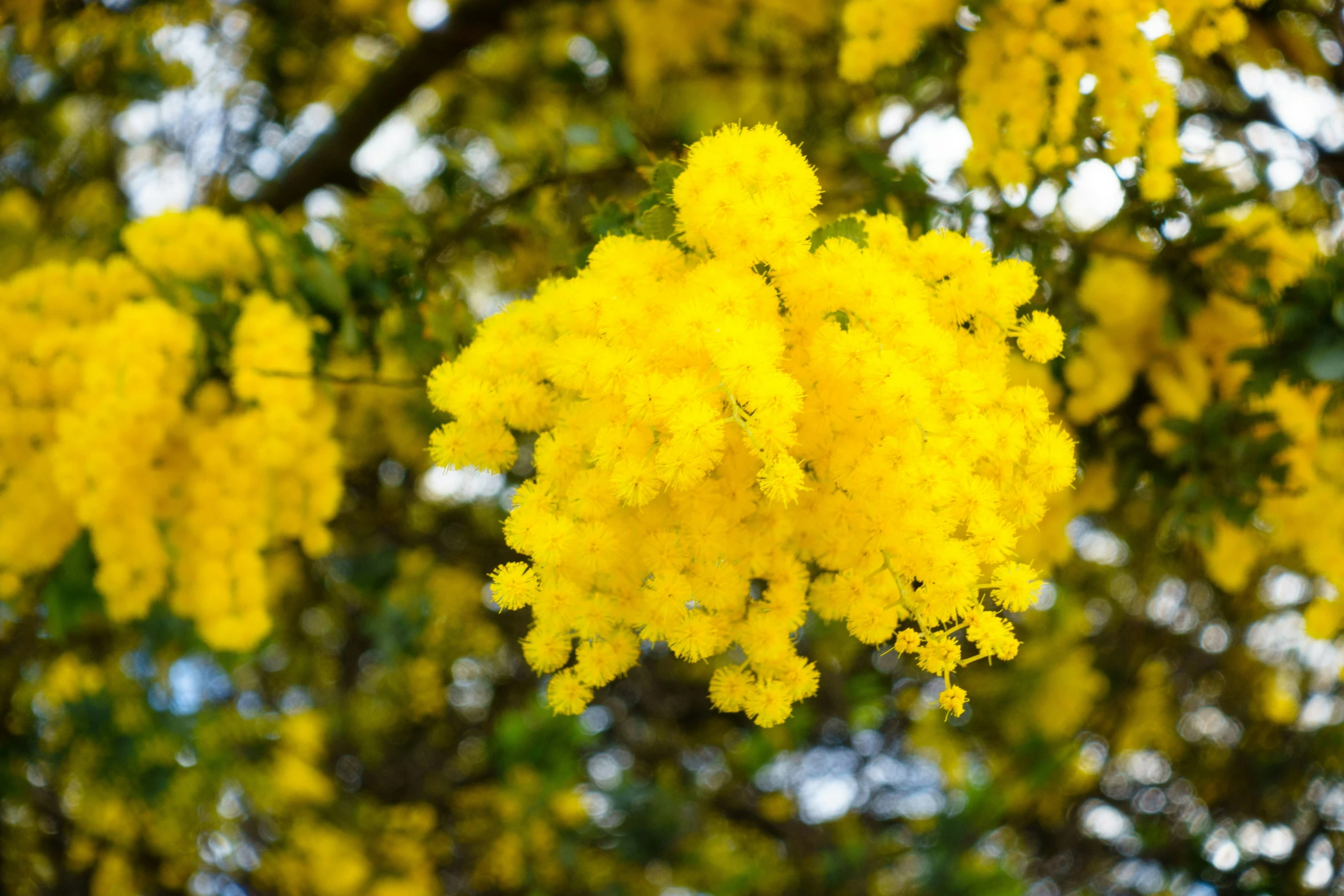 the yellow flowers are really bright as they are