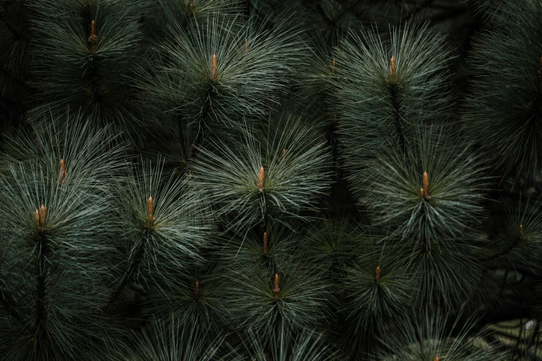 a closeup s of pine needles with green spots