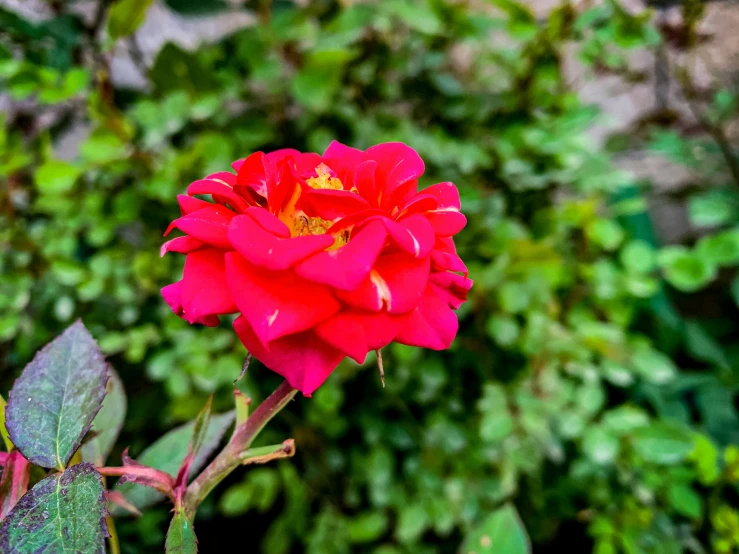 a single red rose blooming among the foliage