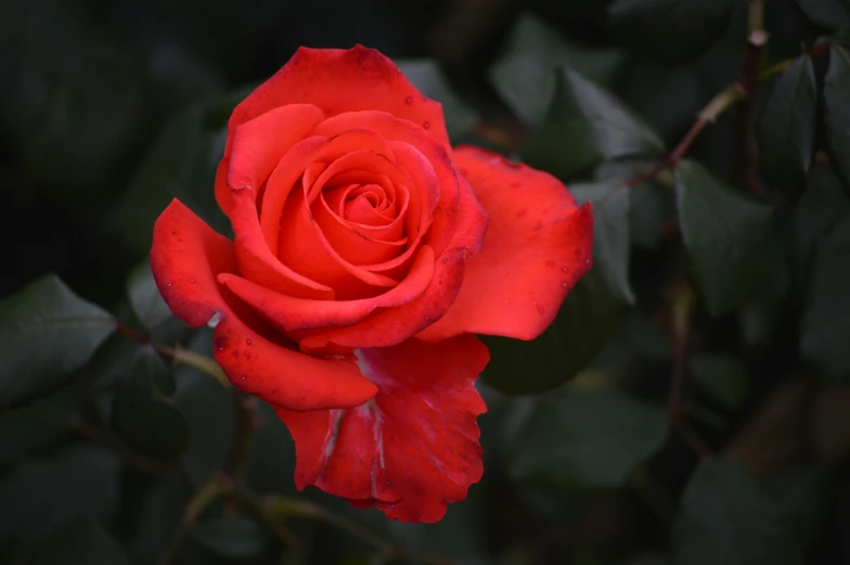 a red flower in a forest with lots of leaves