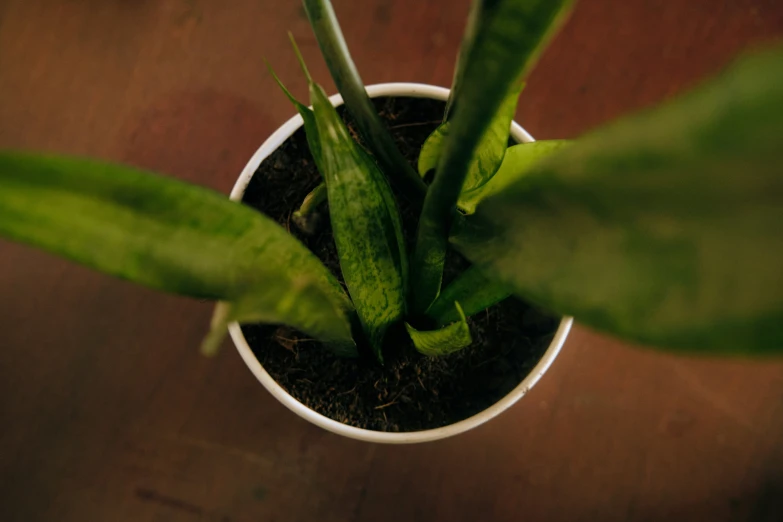 a small potted plant with green stems and brown dirt