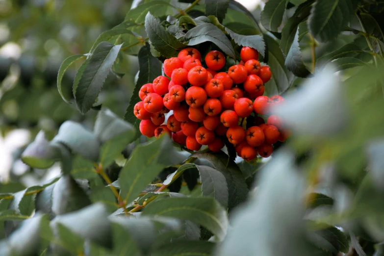 red berries on a bush with leaves