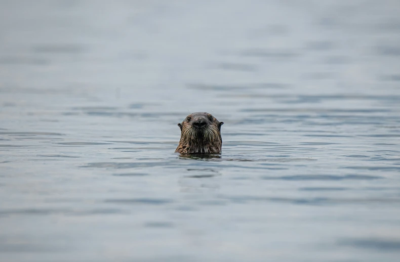 an animal is swimming in a large body of water